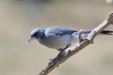 Mexican Jay / juvenile