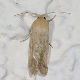 Hodges#11068 * Corn Earworm Moth * Helicoverpa zea