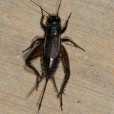 Genus Gryllus * Field Crickets