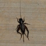 Genus Gryllus * Field Crickets