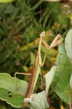Chinese Mantid