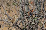 Savannah Sparrow