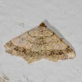 Hodges#6332 * Dot-lined Angle * Psamatodes abydata