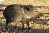 Collared Peccary / young