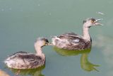 Least Grebe