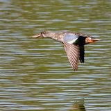 Northern Shoveler ♂