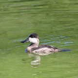 Ruddy Duck ♂