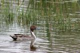 Northern Pintail