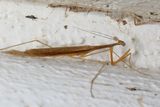 Thesprotia graminis * Grass-like Mantid