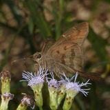 Brown Longtail