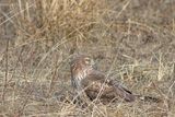 Northern Harrier