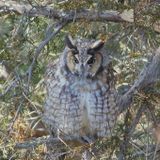 Long-eared Owl