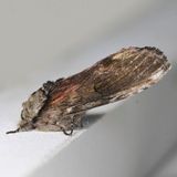 Hodges#8012 * Red-washed Prominent * Oligocentria semirufescens