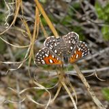 Mexican Metalmark