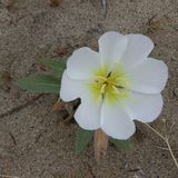 Annual Evening Primrose * Oenothera deltoides ssp. deltoides
