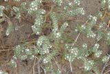 Narrow-leaved Cryptantha * Johnstonella angustifolia