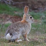 Desert Cottontail