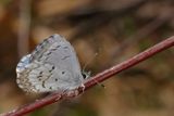Spring Azure, form lucia