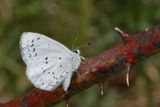 Summer Azure / spring brood