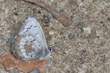 Spring Azure, form lucia