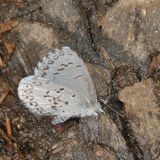 Summer Azure / spring brood