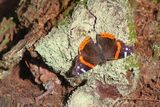 Red Admiral