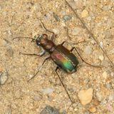Cicindela scutellaris
