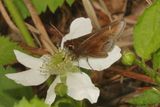 Dusted Skipper