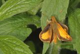 Zabulon Skipper ♂