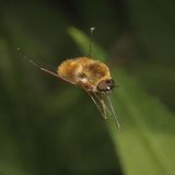 Bombylius mexicanus