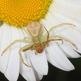 genus Mecaphesa