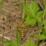 Calico Pennant ♀
