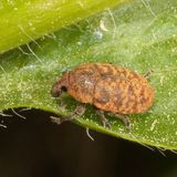 Larinus obtusus