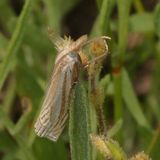 Hodges#5378 * Eastern Grass-veneer * Crambus laqueatellus