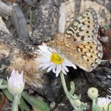 Mormon Fritillary