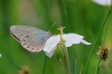 Haydens Ringlet