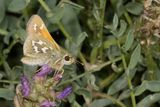 Western Branded Skipper