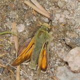 Western Branded Skipper