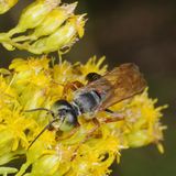 Genus Tachytes ♂