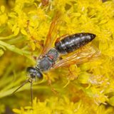 Genus Tachytes ♂