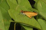 Least Skipper