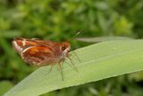 Zabulon Skipper ♀