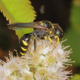 Ectemnius maculosus