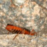 Podabrus pruinosus