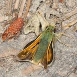 Western Branded Skipper