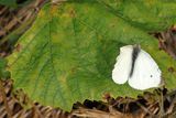 Cabbage White