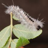  Hickory Tussock Moth