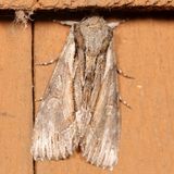 Hodges#9578 * Common Hyppa * Hyppa xylinoides