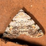 Hodges#8322 * American Idia * Idia americalis