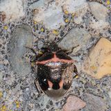 Cosmopepla lintneriana * Twice-stabbed Stink Bug